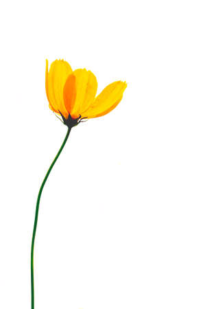 Single poppy isolated on white background .の写真素材