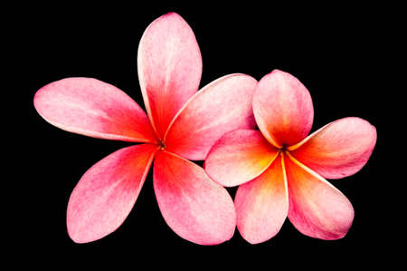 Pink frangipani flowers, two flowers on a black background.の写真素材
