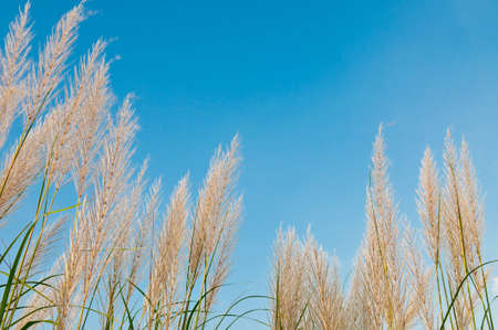 A type of grass with a beautiful sky.の写真素材
