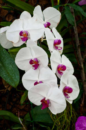 White orchids in the nursery.の写真素材