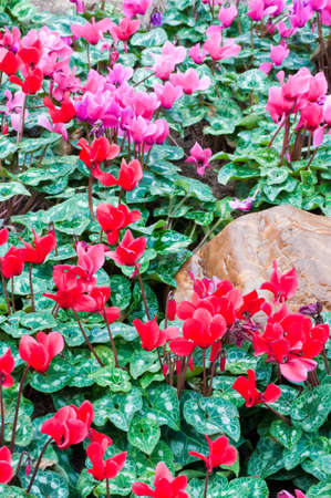 Background, beautiful and fresh flowers.の写真素材