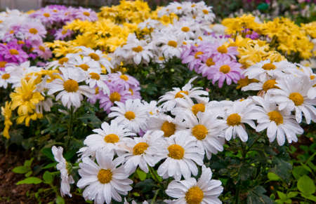 Background, beautiful and fresh flowers.の写真素材
