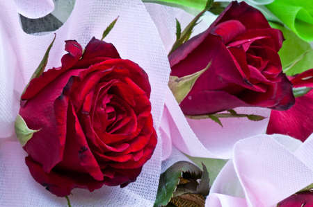 Red roses background - natural texture of love.の写真素材