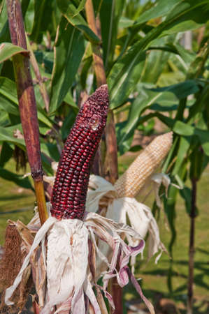 Corn on the stalk in the field.の写真素材