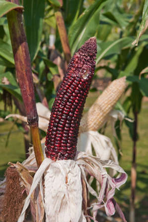Corn on the stalk in the field.の写真素材