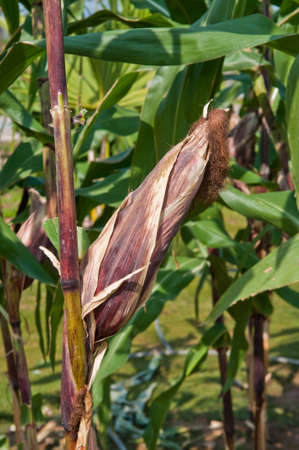 Corn on the stalk in the field.の写真素材