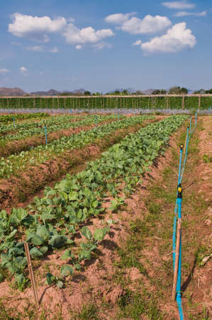 Farm crops landscape photo in thailand.の写真素材