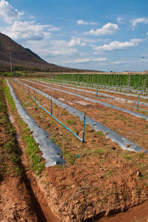 Farm crops landscape photo in thailand.の写真素材