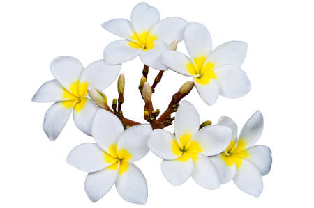Frangipani flowers isolated on white の写真素材