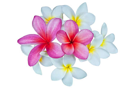 Frangipani flowers on a white background の写真素材