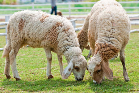 Sheep eating grass in the farm の写真素材