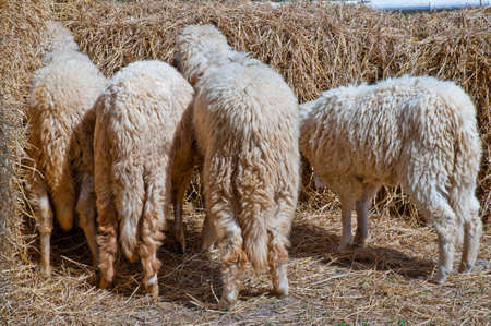 Sheep eat hay on the farm の写真素材