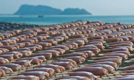 Dried fish to be sold in the market Thailand.の写真素材