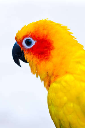 Colorful parrots head closeup shot isolated on whiteの写真素材