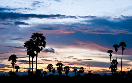 Sunset sugar palm silhouettes in thailand.の写真素材