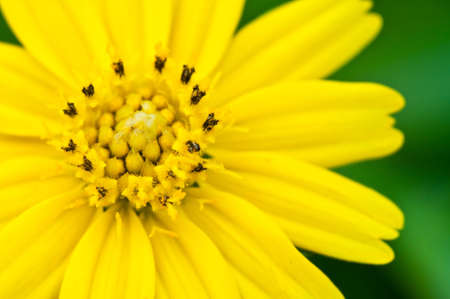 Closeup of beautiful yellow flower.の写真素材