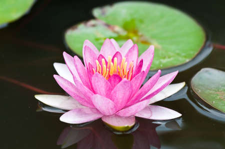 pink lotus blooming in the tropical garden.の写真素材