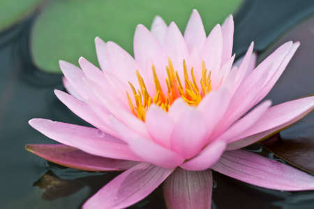 pink lotus blooming in the tropical garden.の写真素材