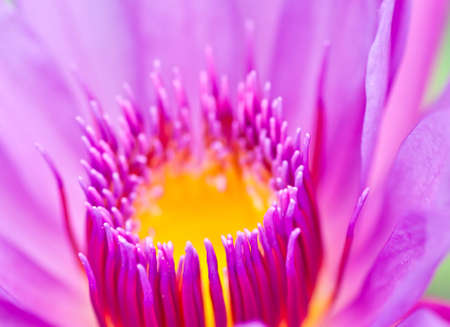 pink lotus blooming in the tropical garden.の写真素材