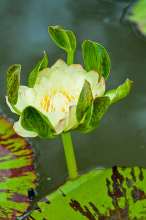 Yellow lotus blooming in the tropical garden.の写真素材