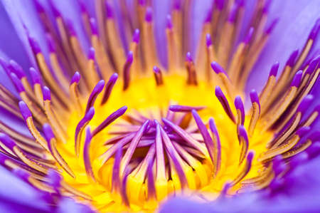 Purple lotus blooming in the tropical garden.の写真素材