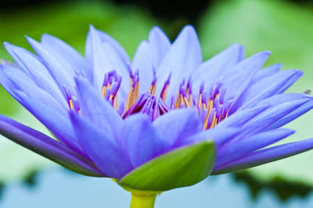 blue lotus blooming in the tropical garden.の写真素材