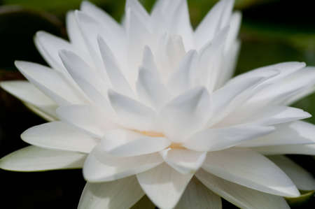 White lotus blooming in the tropical garden.の写真素材
