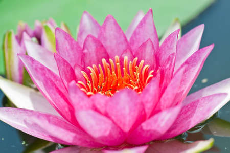 pink lotus blooming in the tropical garden.の写真素材