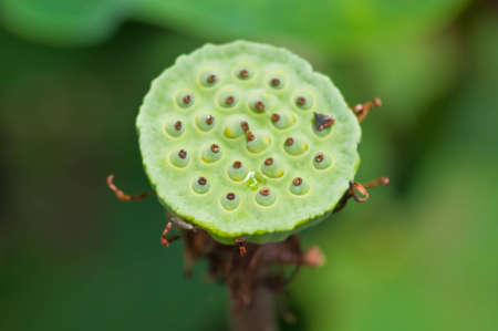 seed lotus in the tropical garden.の写真素材