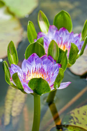 Purple lotus blooming in the tropical garden.の写真素材