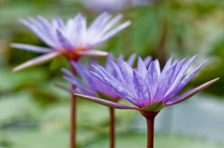 Purple lotus blooming in the tropical garden.の写真素材