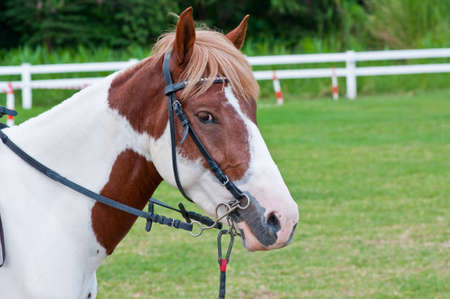 White Horse - brown on the farm.の写真素材