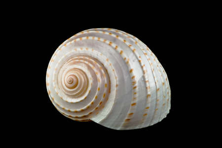 sea shell  isolated on black backgroundの写真素材