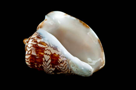 sea shell  isolated on black backgroundの写真素材