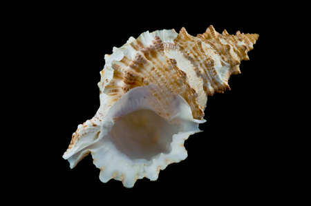 sea shell  isolated on black backgroundの写真素材