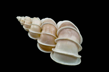 sea shell  isolated on black backgroundの写真素材