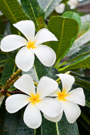 white and yellow frangipani flowers with leaves in backgroundの写真素材