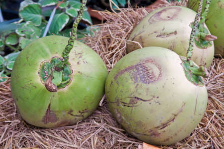 Three green coconut placed on straw.の写真素材