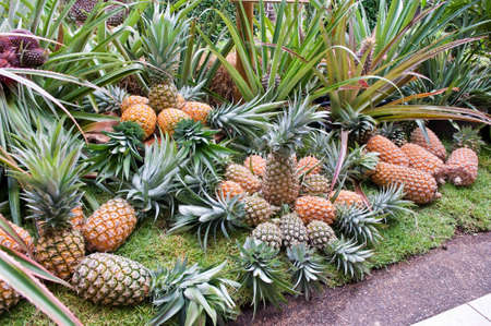 Pineapple, tropical fruit in Thailandの写真素材
