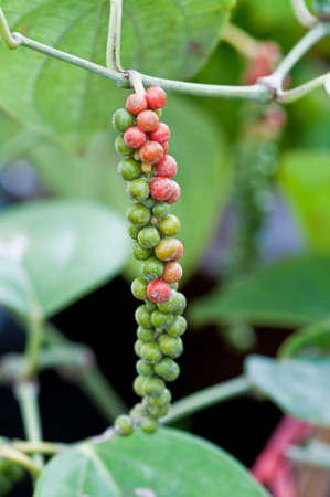 Fresh live green-red pepper in plantationの写真素材