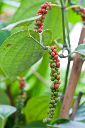 Fresh live green-red pepper in plantation