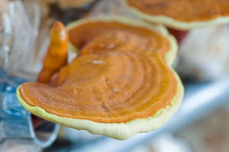 Ganoderma lucidum in the mushroom farm thailandの写真素材