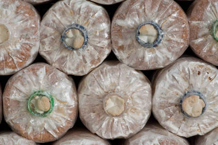 Ganoderma lucidum in the mushroom farm thailandの写真素材
