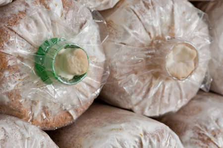 Ganoderma lucidum in the mushroom farm thailandの写真素材