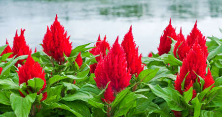 Beautiful red flower in the garden.の写真素材