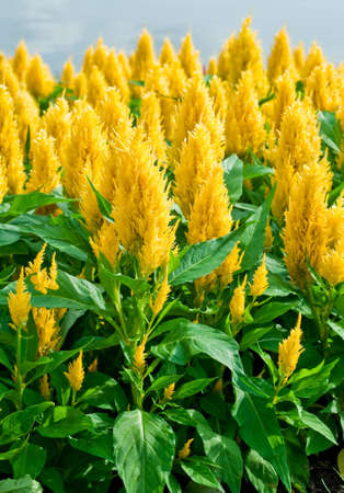 Beautiful yellow flower in the garden.の写真素材