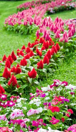 Beautiful cockscomb flowers  in the garden.の写真素材