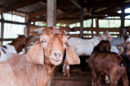 Domestic goats in the farmの写真素材