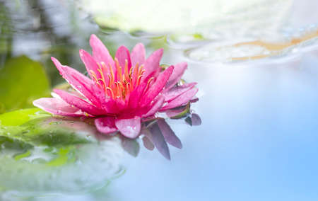 Selective focus at pollen of pink waterlily or lotus flower is blooming in pond with morning soft sunlight on surfaceの写真素材