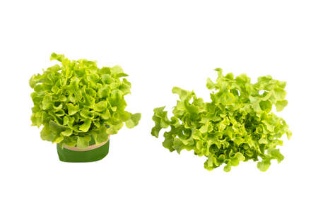 Fresh organic Green Oak vegetables on isolated white backgroundの写真素材